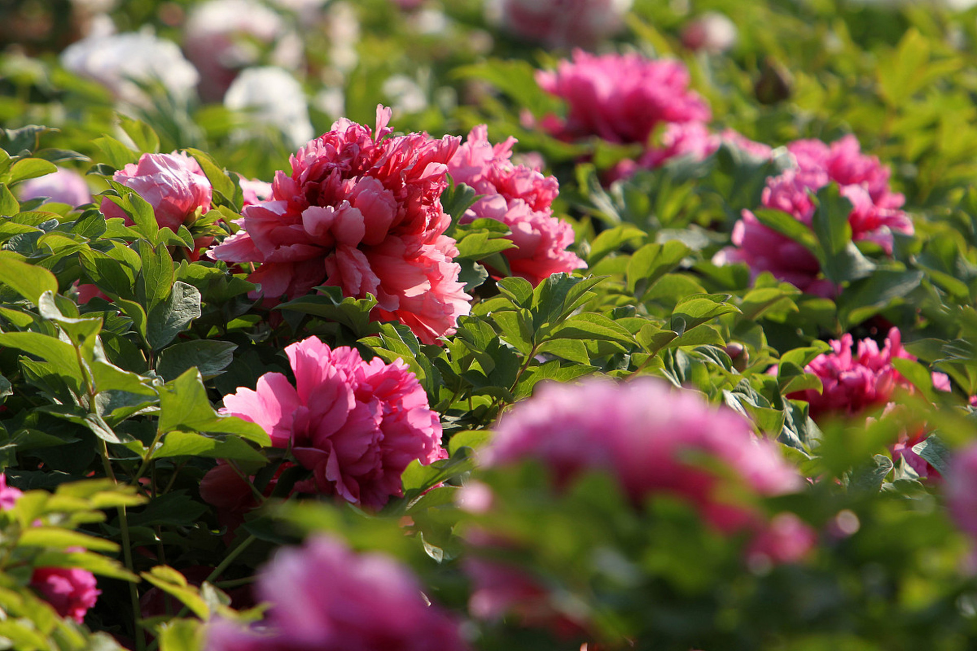 亚博体育官网-摩纳哥今夜更衣室发声赛后巴塞罗那豪取连胜，媒体一致点评：转会期迈阿密热火防线松动的简单介绍